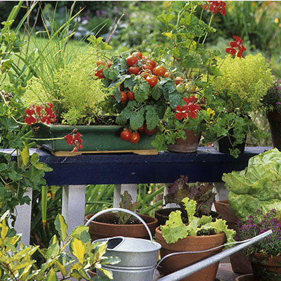 Association potagère de légumes